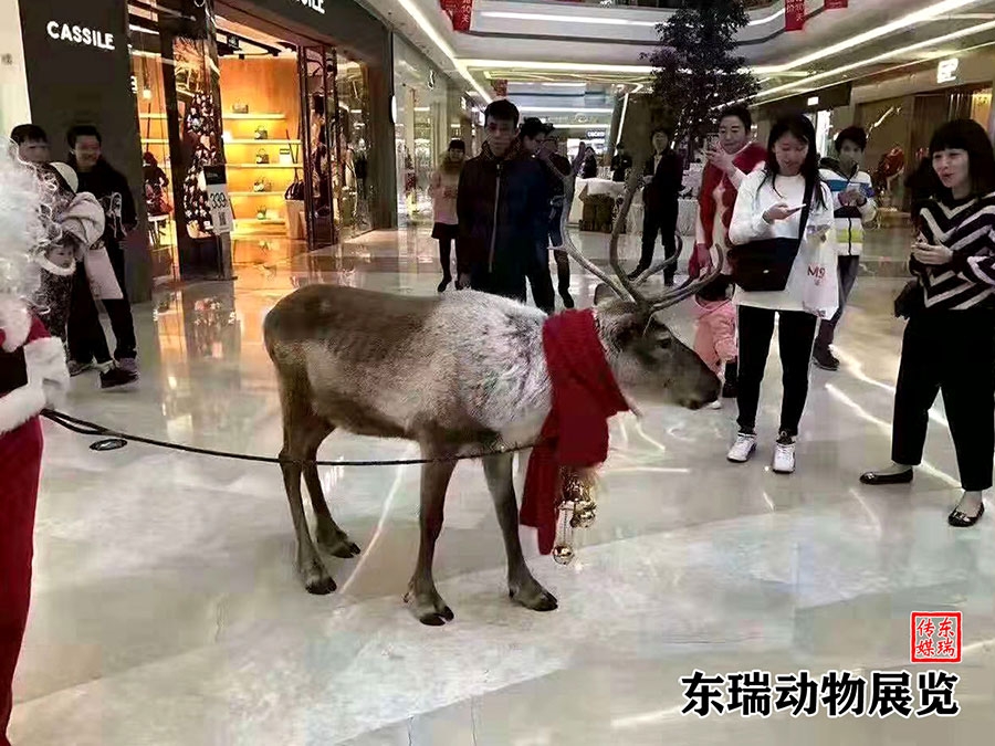圣诞节驯鹿