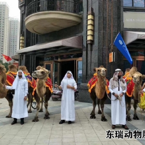 骆驼展示
